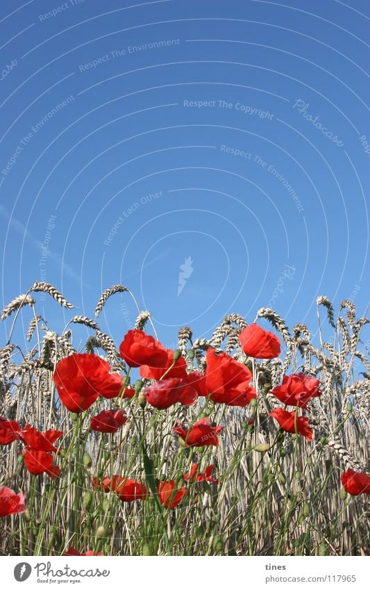 Please clap poppy seeds! Poppy Field Meadow Red Beige Corn poppy Physics Cold Half Horizon Sky Blue Floral Warmth Bouquet