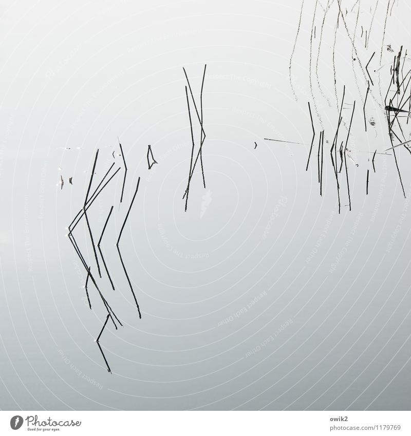 still wind Plant Aquatic plant Lake Thin Authentic Simple Near Surface of water Blade of grass Calm Line Minimalistic Few Sparse Puzzle Graphic Concentrate