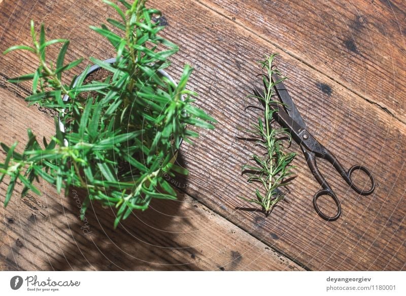 Rosemary twigs on wood Herbs and spices Nature Plant Leaf Fresh Green White food Ingredients healthy bunch herbal branch Raw Organic medicine seasoning wooden