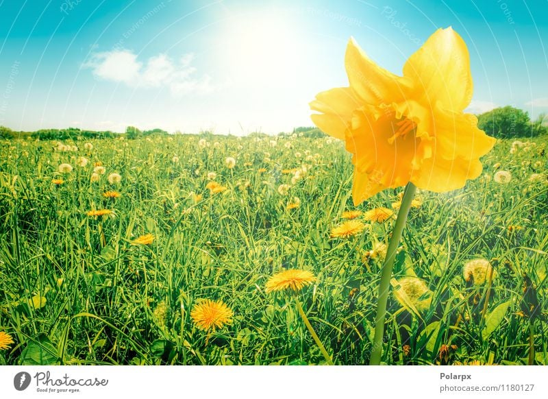 Daffodil on a field Beautiful Summer Sun Garden Decoration Easter Gardening Environment Nature Plant Sky Spring Flower Grass Leaf Blossom Meadow Bouquet Growth