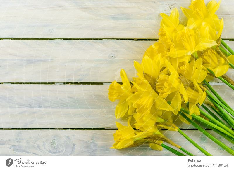 Daffodils on a table Design Beautiful Garden Decoration Easter Gardening Nature Plant Spring Flower Leaf Blossom Bouquet Growth Fresh Natural Yellow Green White