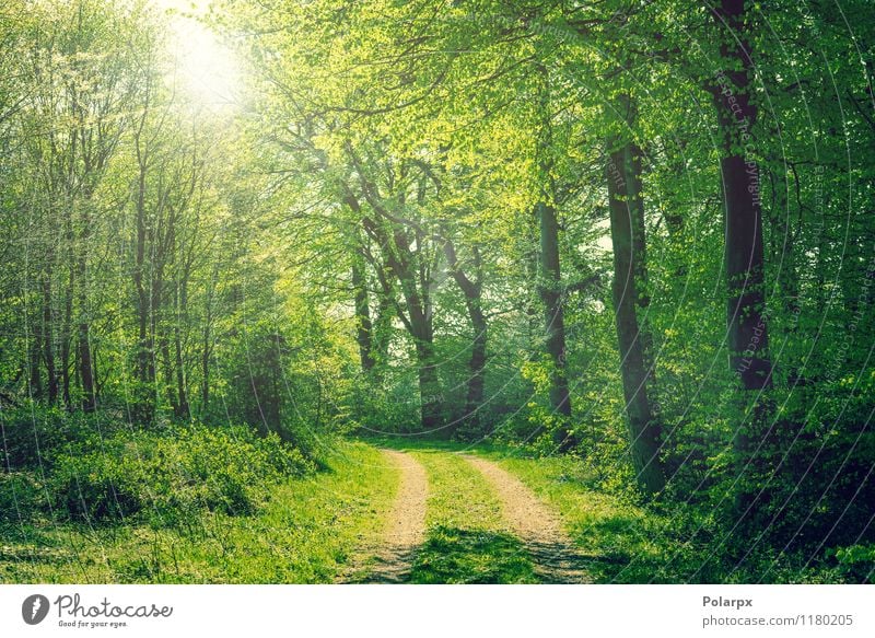Forest in the spring Beautiful Summer Sun Environment Nature Landscape Plant Spring Autumn Tree Leaf Park Street Lanes & trails Bright Natural Green Colour way