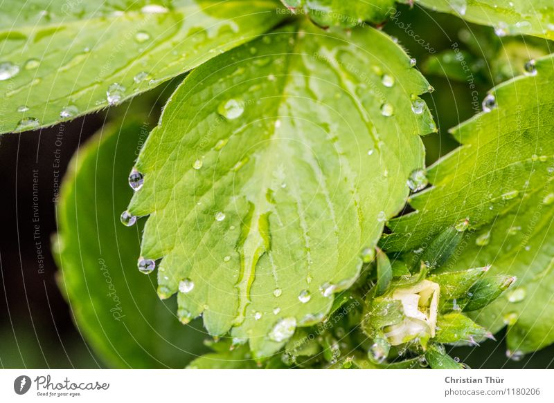 Leaves in the rain Healthy Health care Wellness Life Harmonious Well-being Contentment Relaxation Calm Meditation Environment Nature Plant Animal Water