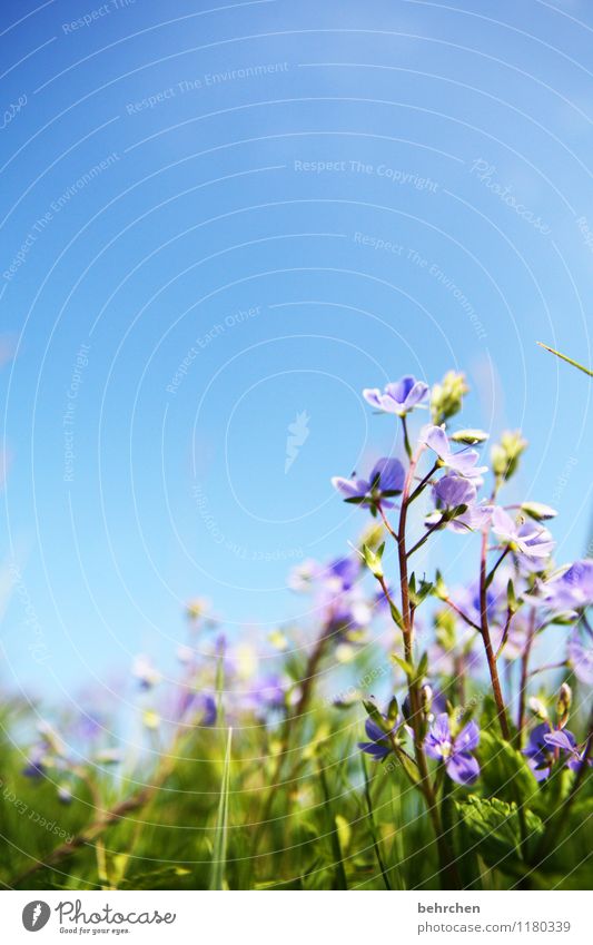 Delicate Environment Nature Plant Sky Cloudless sky Spring Summer Autumn Beautiful weather Flower Grass Veronica Garden Park Meadow Field Blossoming Growth