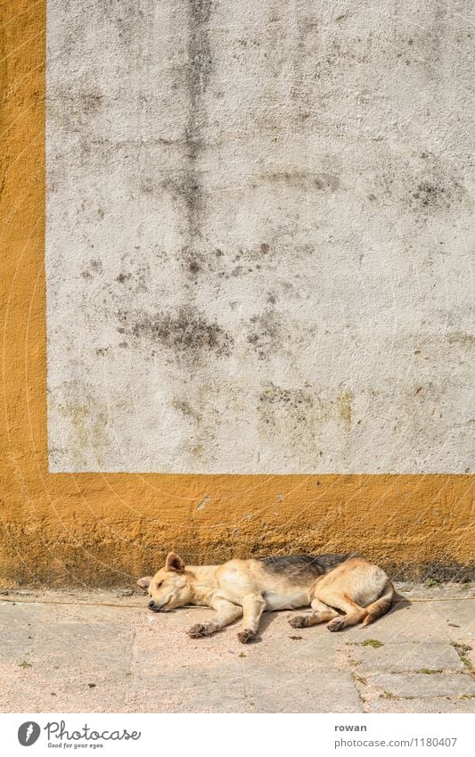 rest Animal Dog 1 Hot Sleep Calm Relaxation Warmth Portugal Wall (barrier) Summer Pet Break Sunbathing Colour photo Exterior shot Deserted Copy Space top