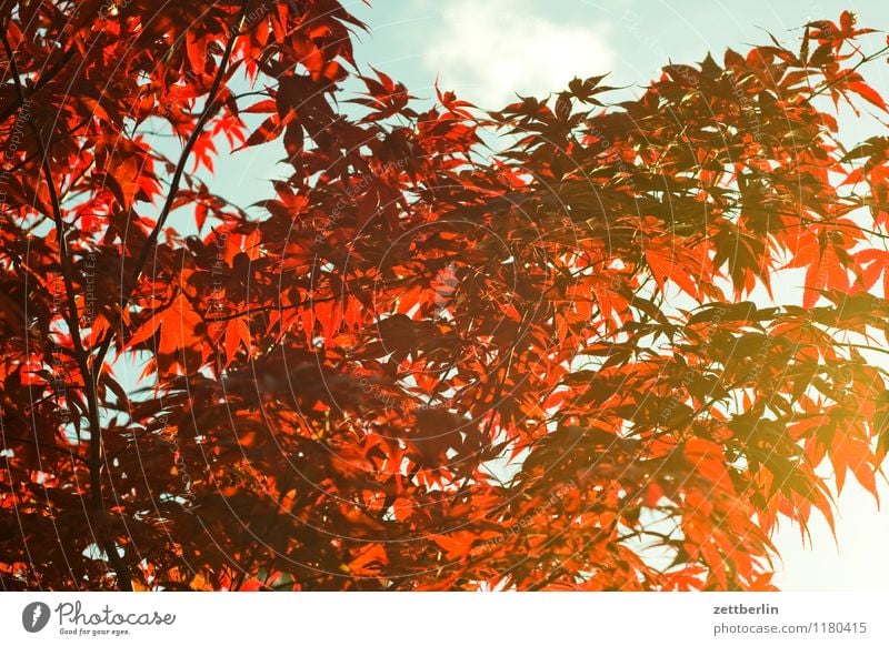 red leaves Spring Garden Nature Plant Garden plot Growth Tree Bushes Branch Twig Leaf Sun Evening sun Background picture Structures and shapes Pattern