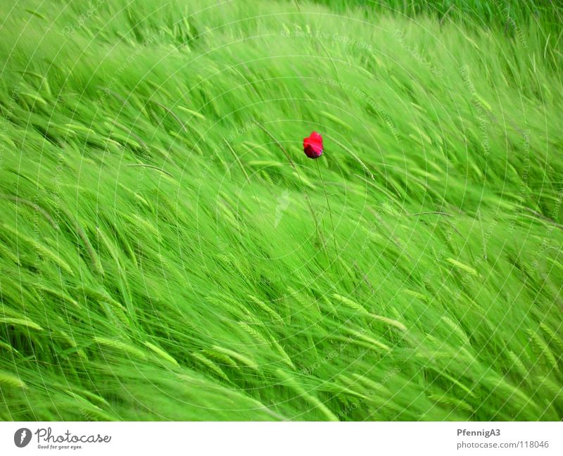 poppy flower Poppy Red Loneliness Wind Nature Grain sauce Contrast