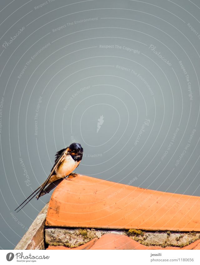 .. clean up Bird Wing 1 Animal Clean Orange Black White Philomela Swallow Cleaning Swallowtail Suit Tails Roof ridge Tiled roof Barn Feather Grand piano