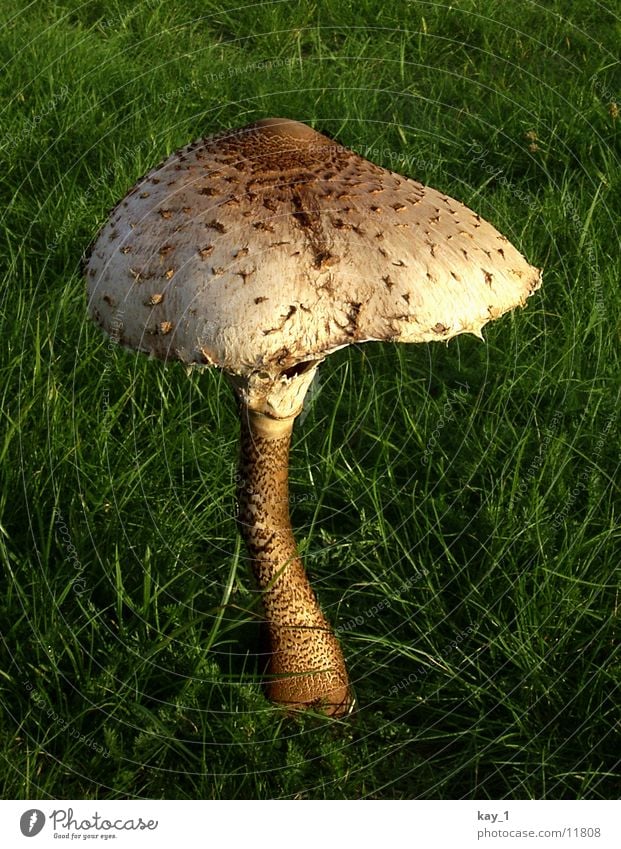 A mushroom in the green Plant Meadow Near Sunlight Mushroom Hat