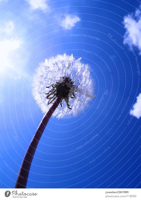 summer Flower Dandelion Summer Hot Beautiful Spring Vacation & Travel Clouds Physics Meadow Lovely Dream Calm Sky Sun Blue hoarse Warmth Blue sky