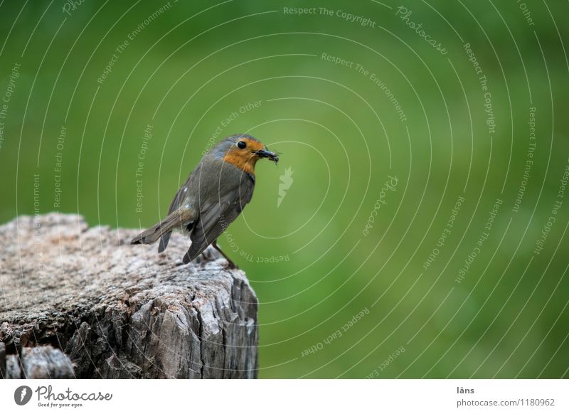Overview of the Garden Park Meadow Wild animal Robin redbreast 1 Animal Observe Wait Exterior shot Animal portrait