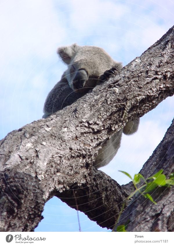 Koala bear Australia Marsupial