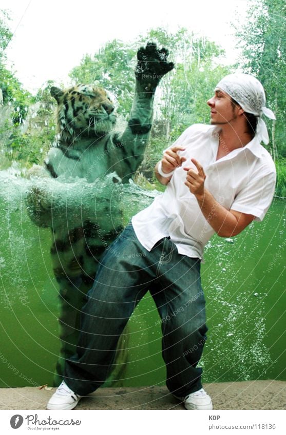 tiger dance Tiger Encounter Together Surprise Zoo Strange Joy K0P LD Animal. zoo Movement Dance Water
