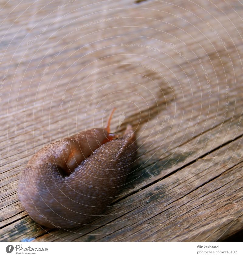 U-Turn Snail Rotate Turn back Trail of mucus Mucus Wood Hallway Wooden floor Terrace Summer Feeler Slug Wet Damp Brown Turnaround Arrival Come Tails Cuddling
