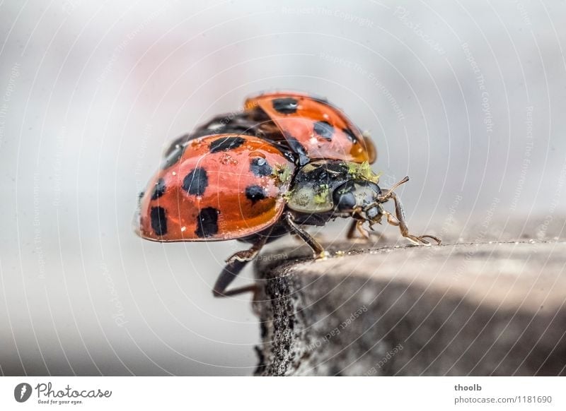 ladybird frontal Happy Aviation Environment Nature Animal Fly Wing Flying Small Natural Beginning Grand piano Geometry Good luck charm Insect Ladybird Point