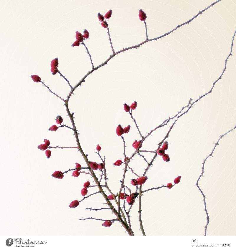 rose hip branch Curved Delicate Thorny Red Brown Skin color Winter Twig Branch Structures and shapes nude Life Dog rose