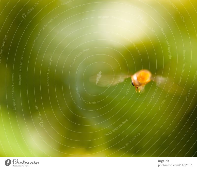 fly away Nature Garden Animal Fly Insect Hover fly Running Movement Flying Esthetic Natural Speed Green Orange White Moody Colour photo Exterior shot Close-up
