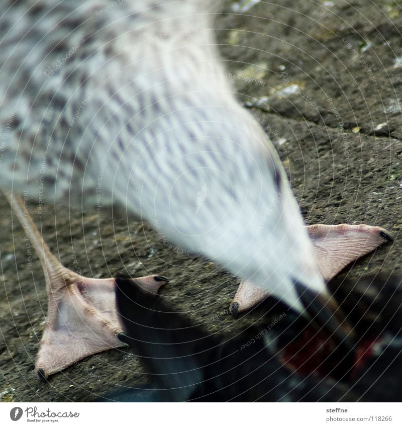Seagull IV: Slapping Bird White Feather Gull birds Black-headed gull  Beak Appetite To feed Feed Nature Blur Webbing Partially visible Detail Section of image