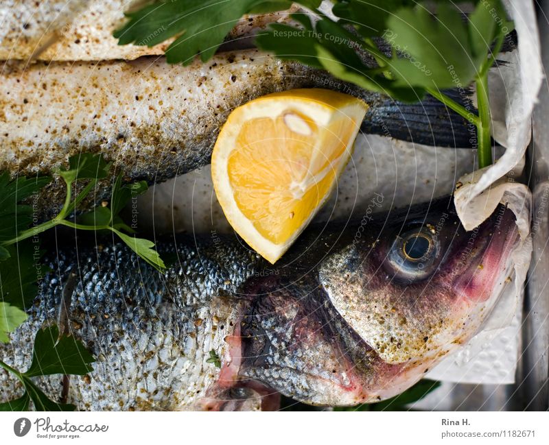FreshFish II Herbs and spices Lemon Nutrition Authentic Delicious To enjoy BBQ season Preparation Raw Colour photo Deserted Shallow depth of field
