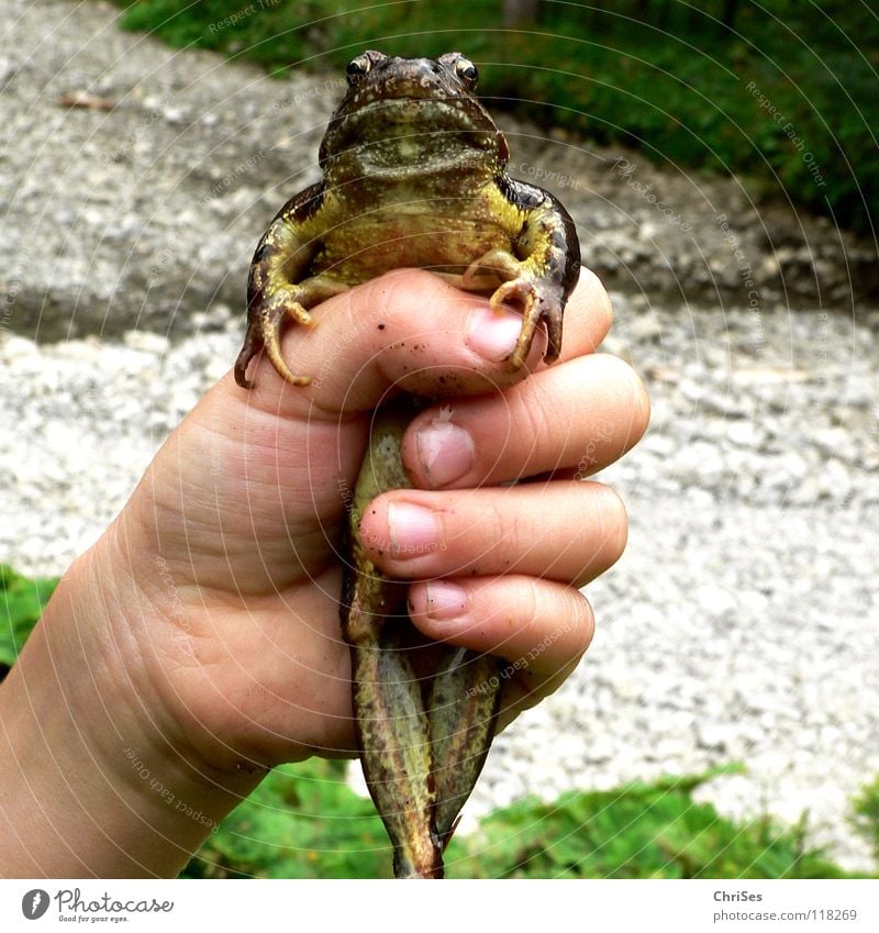 captured: The Frog King Amphibian Grass frog Animal Hop Jump Meadow Field Moor frog Toad Disgust Quack Brown Catch Captured Hand Frog Prince Kissing Fairy tale