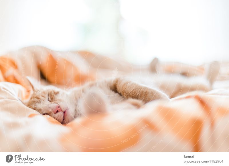 deluxe procrastination Animal Pet Cat 1 Lie Sleep Esthetic Small Cute Beautiful Orange Contentment Joie de vivre (Vitality) Safety (feeling of) Warm-heartedness
