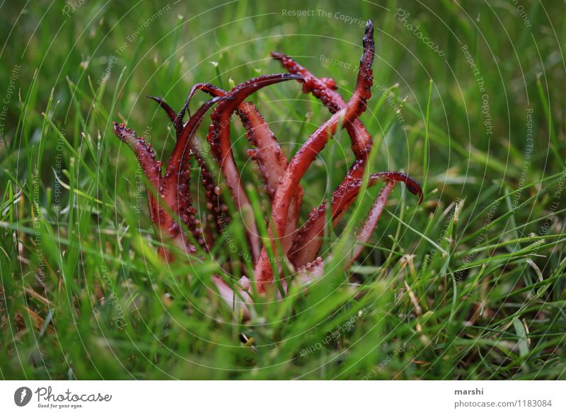 the monster from the garden Nature Landscape Plant Animal 1 Moody Garden Grass Octopods Poverty Creepy Monster Animal foot Animalistic Colour photo
