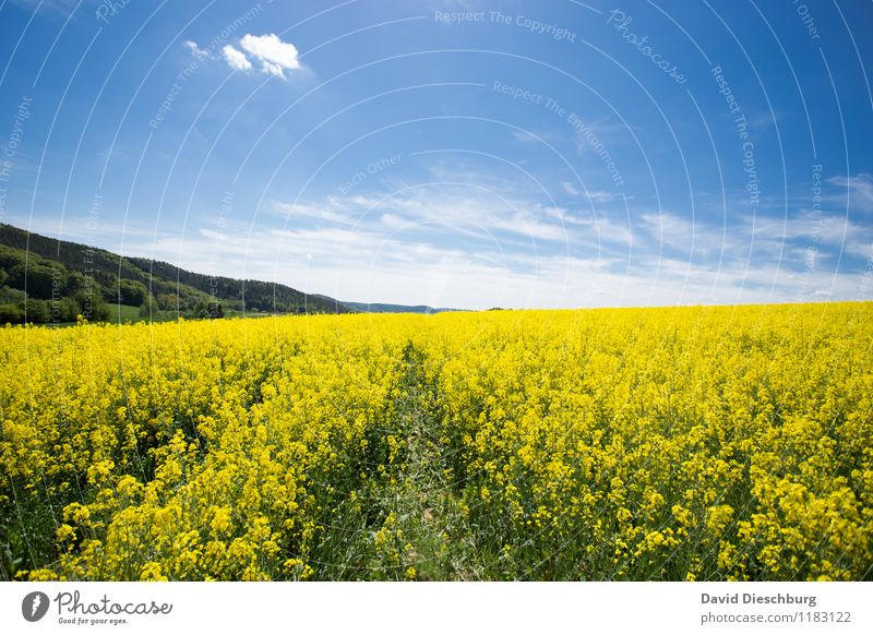 The rapeseed is high Agriculture Forestry Nature Landscape Plant Animal Sky Clouds Spring Summer Beautiful weather Flower Blossom Agricultural crop Field Blue