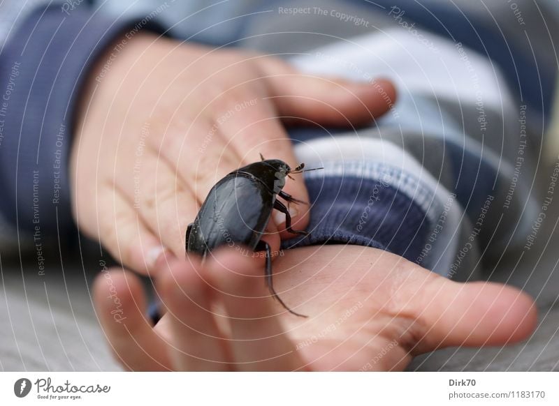 Child with beetle Garden Human being Boy (child) Infancy Hand Fingers 1 3 - 8 years Terrace Animal Wild animal Beetle piston water beetle water beetles