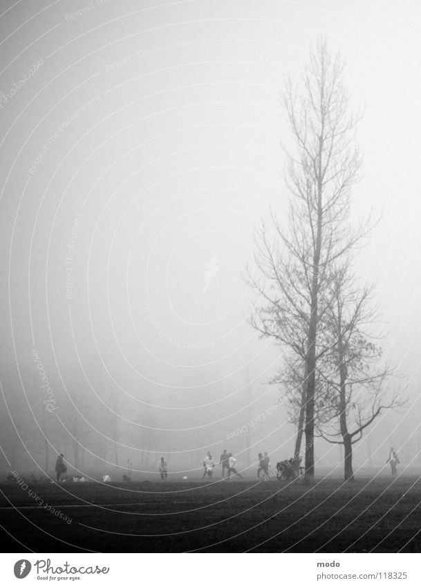 Fog II The Englischer Garten Grief Tree Meadow Clouds Winter Autumn Soccer Human being Lawn Walking Tall