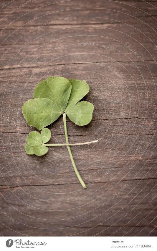 eight-leafed Plant Leaf Cloverleaf Decoration Wood Sign Lie Exceptional Happy Large Small Brown Green Belief Religion and faith Uniqueness Inspiration Desire