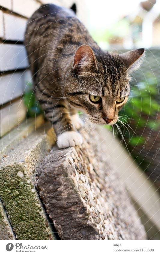 Louise is lurking. Garden Pet Cat Animal face 1 Baby animal Observe Discover Hunting Looking Small Curiosity Cute Emotions Interest Concentrate Colour photo