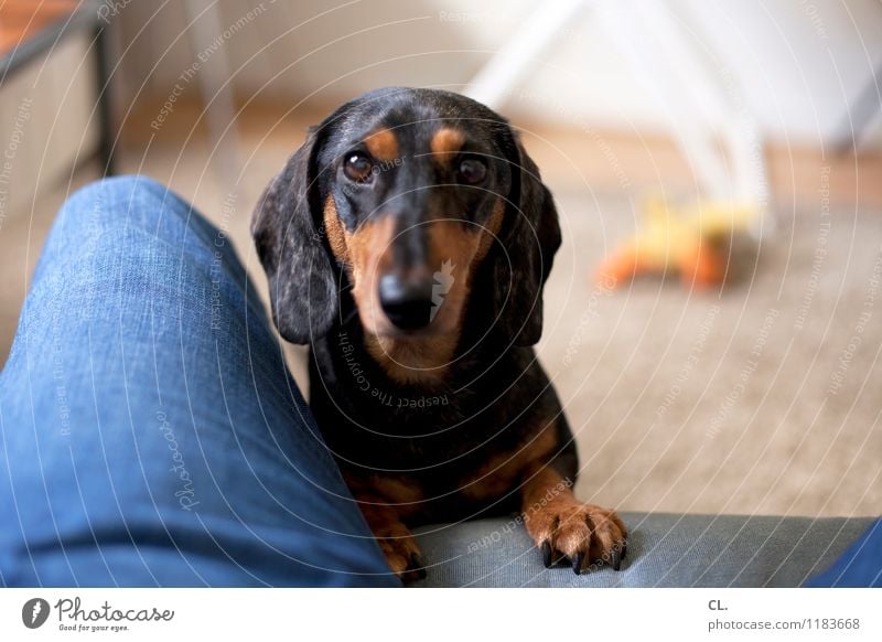um, play? Living or residing Flat (apartment) Furniture Sofa Room Human being Legs 1 Jeans Animal Pet Dog Dachshund Observe Playing Cute Joy Happy