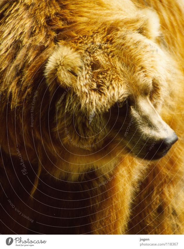 Bruno? Brown bear Whistler British Columbia Animal Zoo Zoology Strong Paw Pelt Soft Forest-dweller Cuddly Wild animal Polar Bear trap Mammal