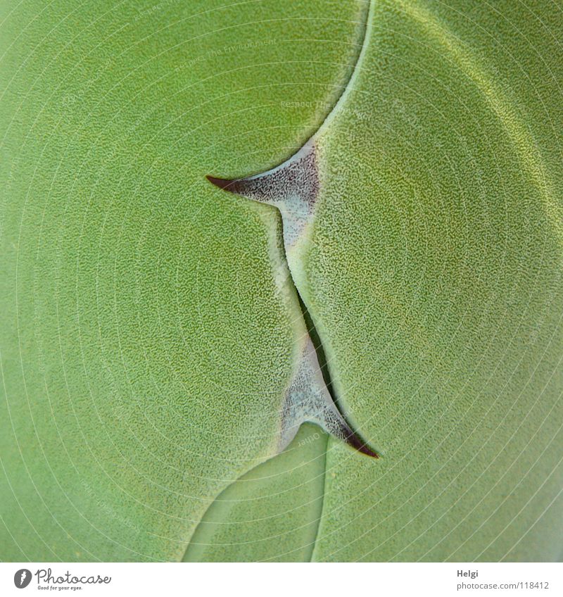 Close-up of agave leaves with sharp thorns Agave Plant Succulent plants Cactus Thorn Green Brown Growth Ornamental plant Together Side by side Large Small