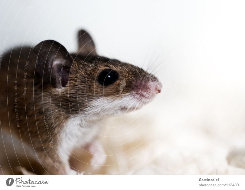 little rascal Pet Mouse - a Royalty Free Stock Photo from Photocase