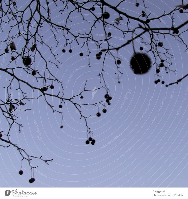 dots Tree Sky Black Beautiful Playing Elegant Winter Point points Sphere Branch Blue anni k.