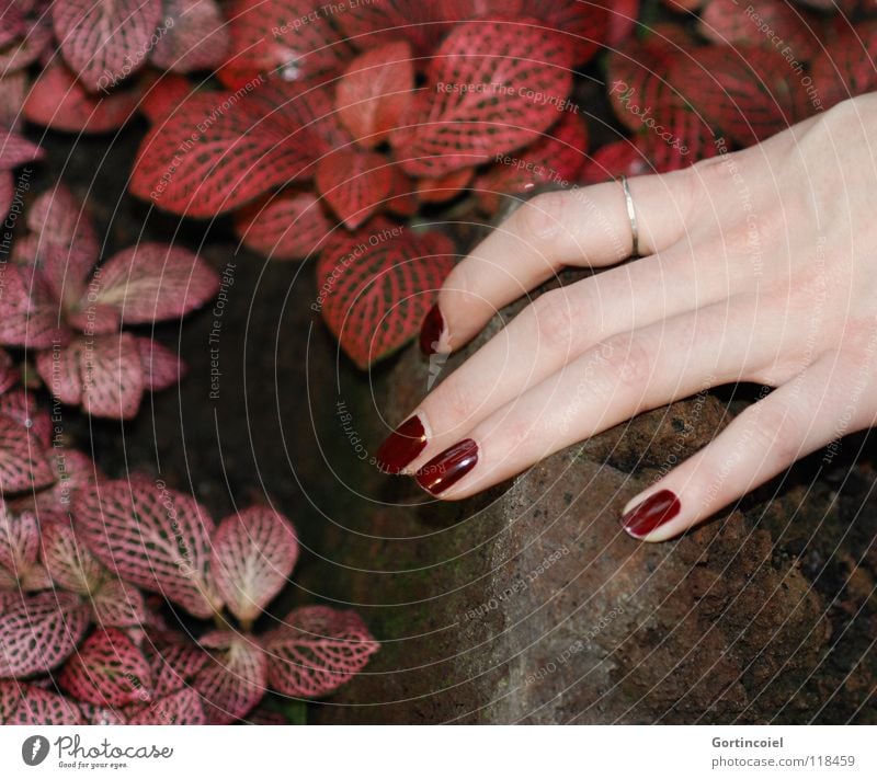 "Red, red, my world is red" Beautiful Personal hygiene Skin Manicure Nail polish Senses Feminine Woman Adults Hand Fingers Nature Plant Leaf Jewellery Touch