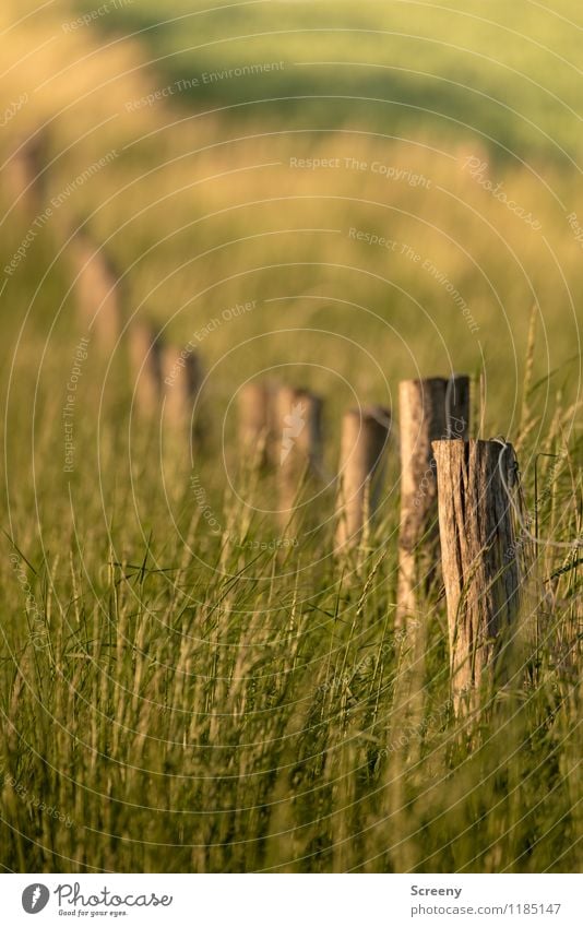 In the field... Nature Landscape Plant Sunrise Sunset Spring Summer Beautiful weather Grass Bushes Meadow Field Fence Fence post Old Brown Green Protection