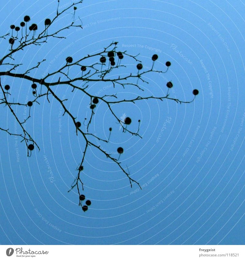 Little Dots Tuft Tree Black Nature dots Point Branch Sky Blue anni k.