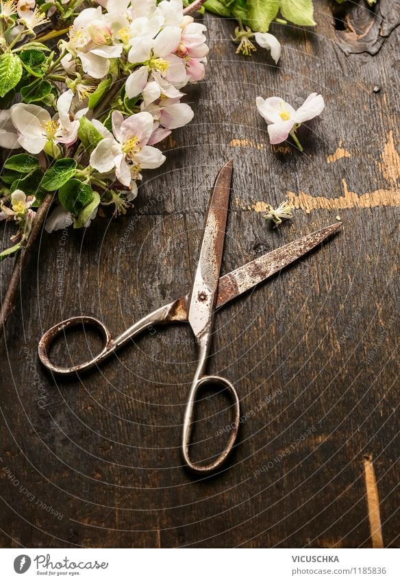 Old scissors and spring flowers Style Design Summer Garden Nature Plant Spring Leaf Blossom Bouquet Retro Yellow Moody Spring fever Fragrance Arranged Vintage