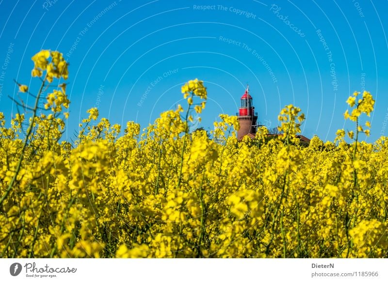 jutting Environment Landscape Plant Sky Cloudless sky Spring Beautiful weather Agricultural crop Field Coast Baltic Sea Blue Yellow Red Canola Canola field