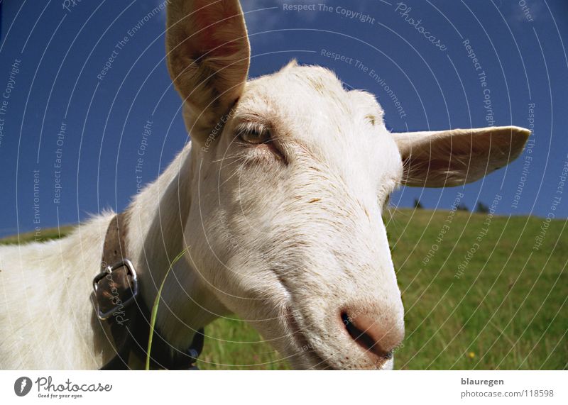 Swiss cream goat Goats Switzerland Goat`s cheese Mammal creamed goat green meadow Blue sky White goat