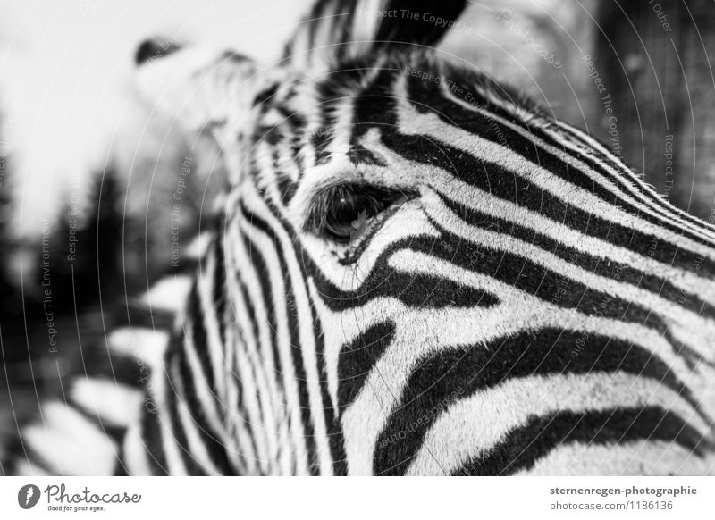 An eye for an eye, a stripe for a stripe. Animal Wild animal Pelt Zoo Petting zoo 1 Looking Zebra Stripe Eyes Black & white photo Exterior shot Wide angle