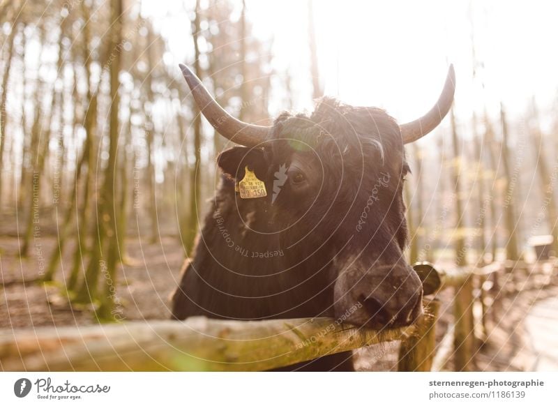 Yak with earring Farm animal Wild animal Zoo Looking yak Antlers Fence Animal face Colour photo Subdued colour Animal portrait Looking into the camera