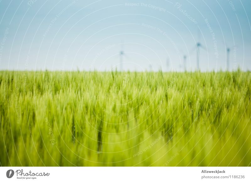 Green stuff and energy Energy industry Renewable energy Wind energy plant Nature Cloudless sky Beautiful weather Agricultural crop Grain field Wheat Field Juicy