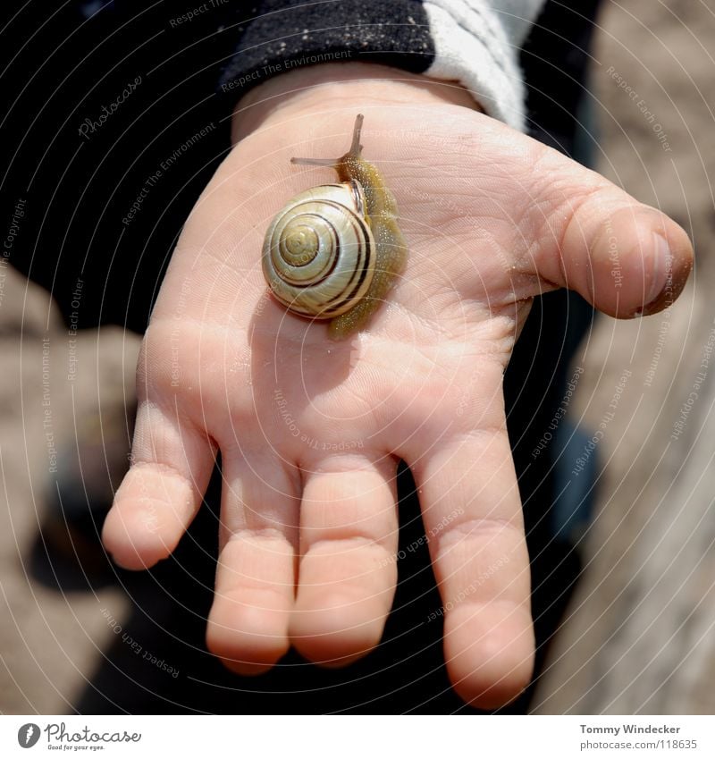 snail whisperers Child Girl Hand Children`s hand Fingers Investigate Curiosity Look after Snail shell Feeler Animal Sunlight Vineyard snail Mucus Suck-up Crawl