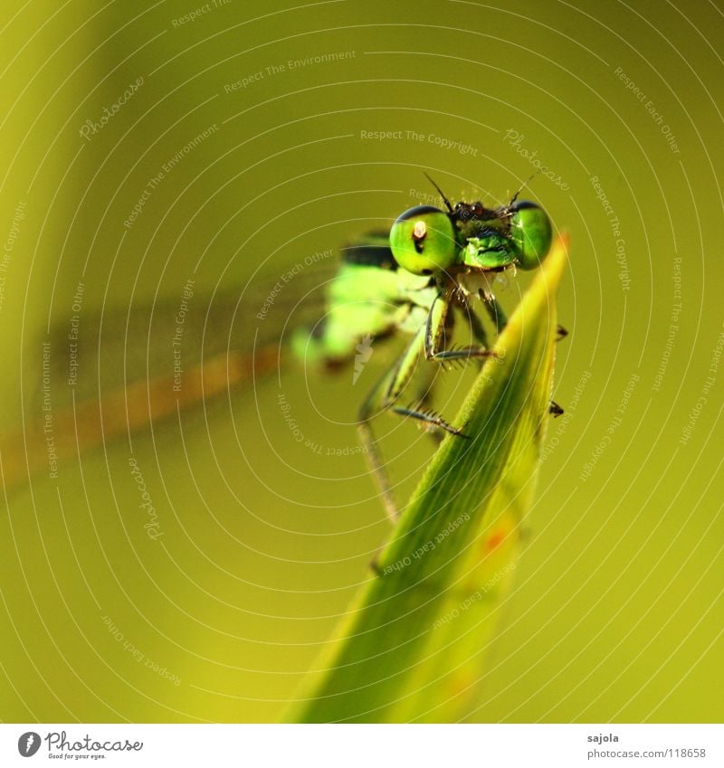 small dragonfly Animal Wild animal Animal face Wing 1 Observe Looking Wait Thin Green Small dragonfly Dragonfly Compound eye Eyes Legs Ischurna dragonfly Asia