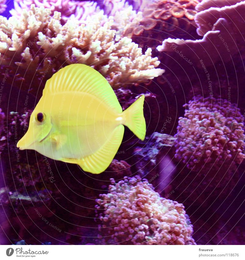 fish Aquarium Ocean Yellow Red Algae Coral Fish Animal Plant Water Underwater photo Barn sea lemonfish Swimming & Bathing