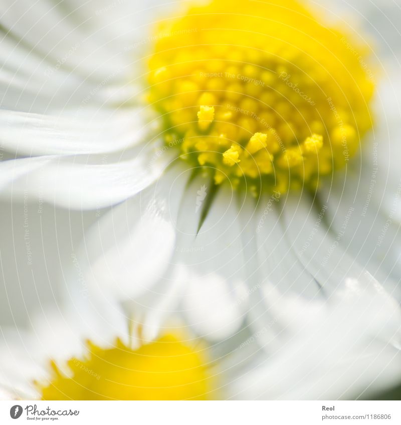 daisies Nature Plant Spring Summer Beautiful weather Flower Wild plant Daisy Meadow Yellow White Joie de vivre (Vitality) Spring fever Blossom leave