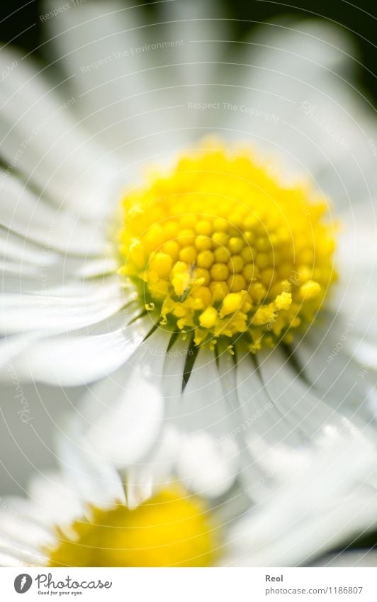 daisy II Nature Plant Spring Summer Daisy Meadow Growth Yellow White Spring fever Flower Blossom leave Blossoming Wild plant Flower meadow